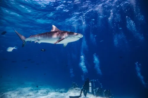 Diving in the Maldives: Take The Tiger Shark Speciality Course