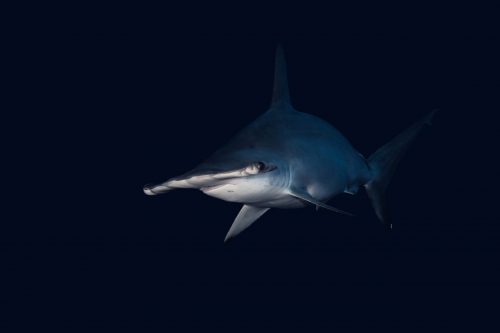 Tiger Shark Meggings S / Blue/Black