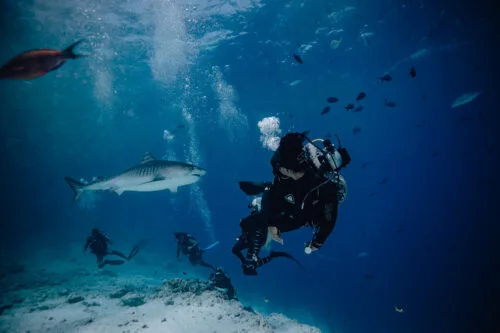 Tiger Shark Diving In Fuvahmulah, Maldives