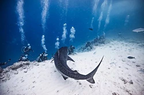 Fuvahmulah Tiger Shark Diving In Maldives, Is It Safe?