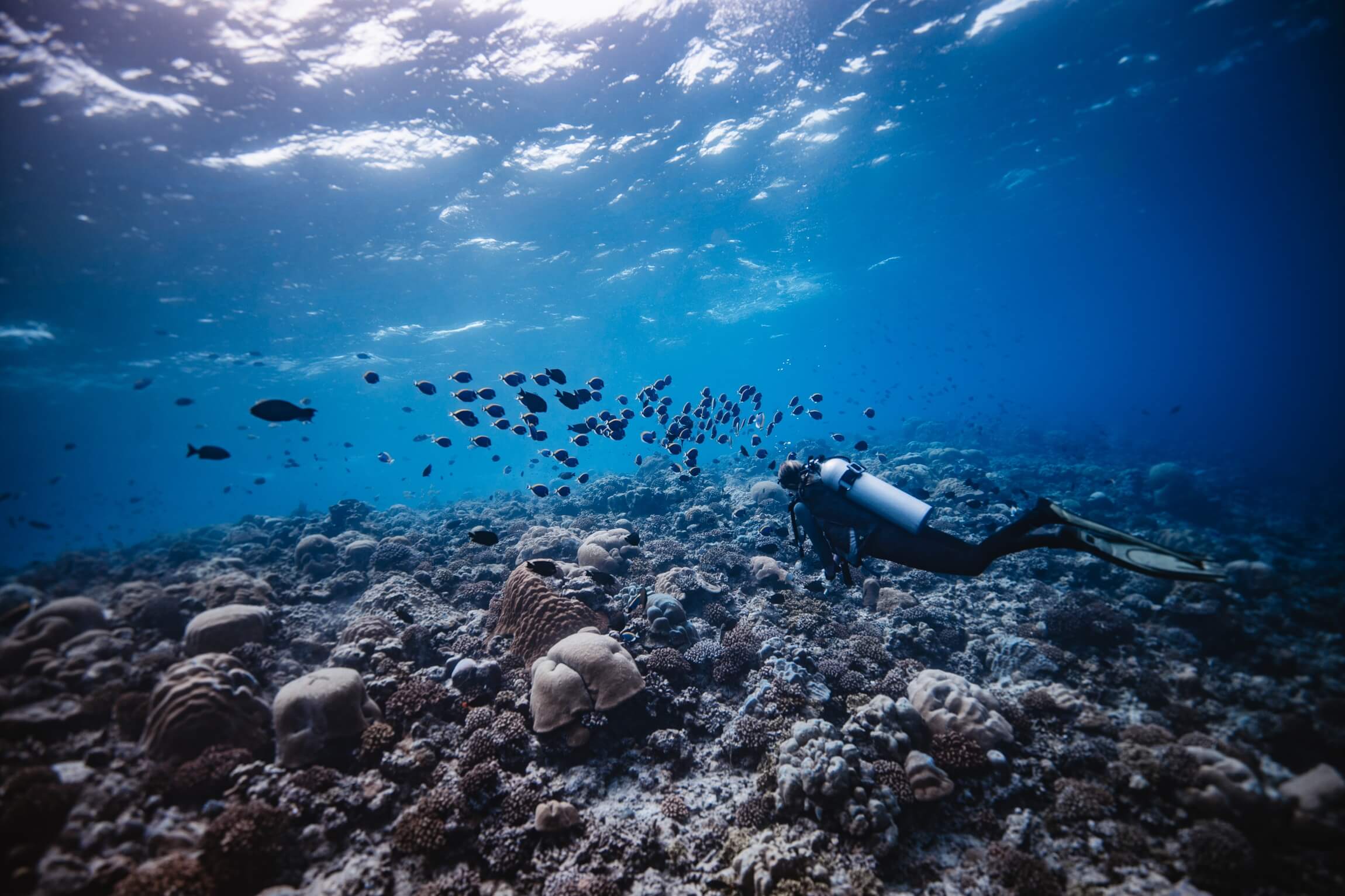 Establishing Baseline Data For Our House Coral Reefs In Maldives