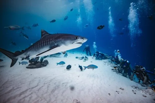 DO&#8217;S AND DONT&#8217;S SCUBA DIVING WITH SHARKS IN FUVAHMULAH