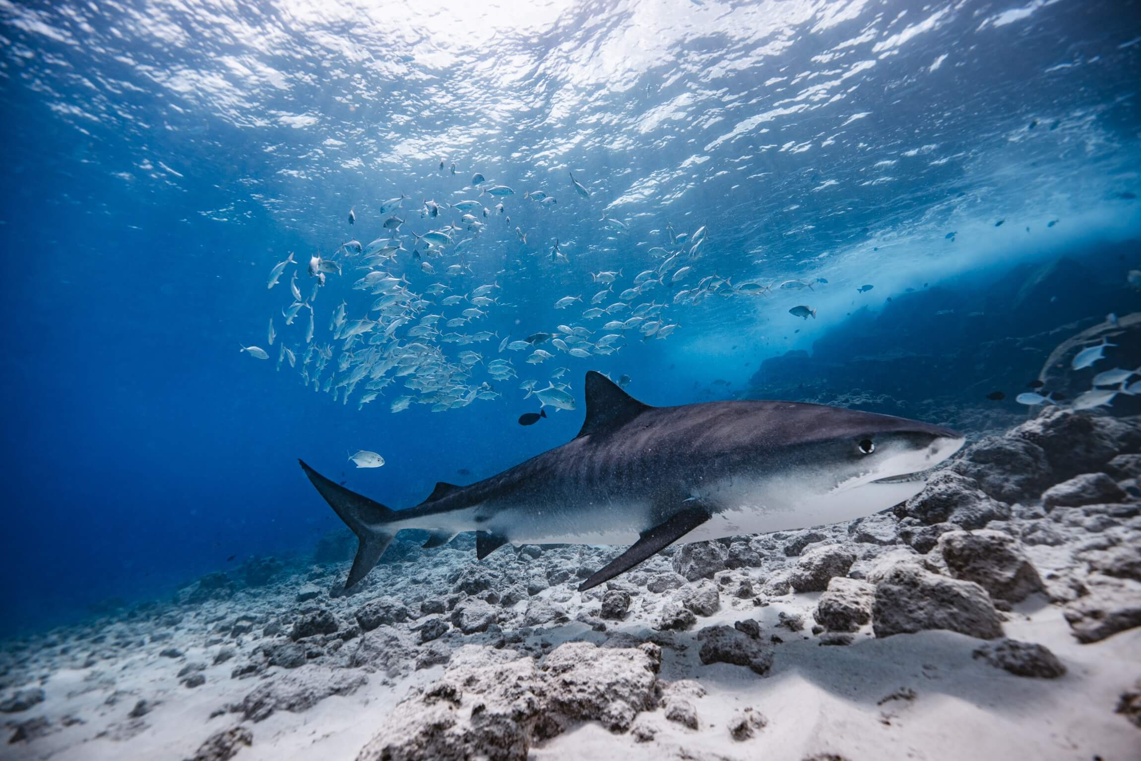 https://www.pelagicdiversfuvahmulah.com/wp-content/uploads/2022/07/Fuvahmulah-Tiger-Shark-Diving-30.jpeg