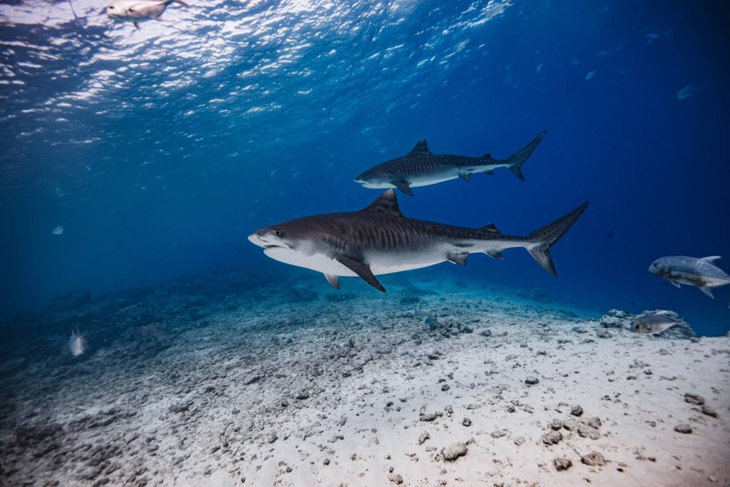 Tiger Shark Diving In Fuvahmulah, Maldives