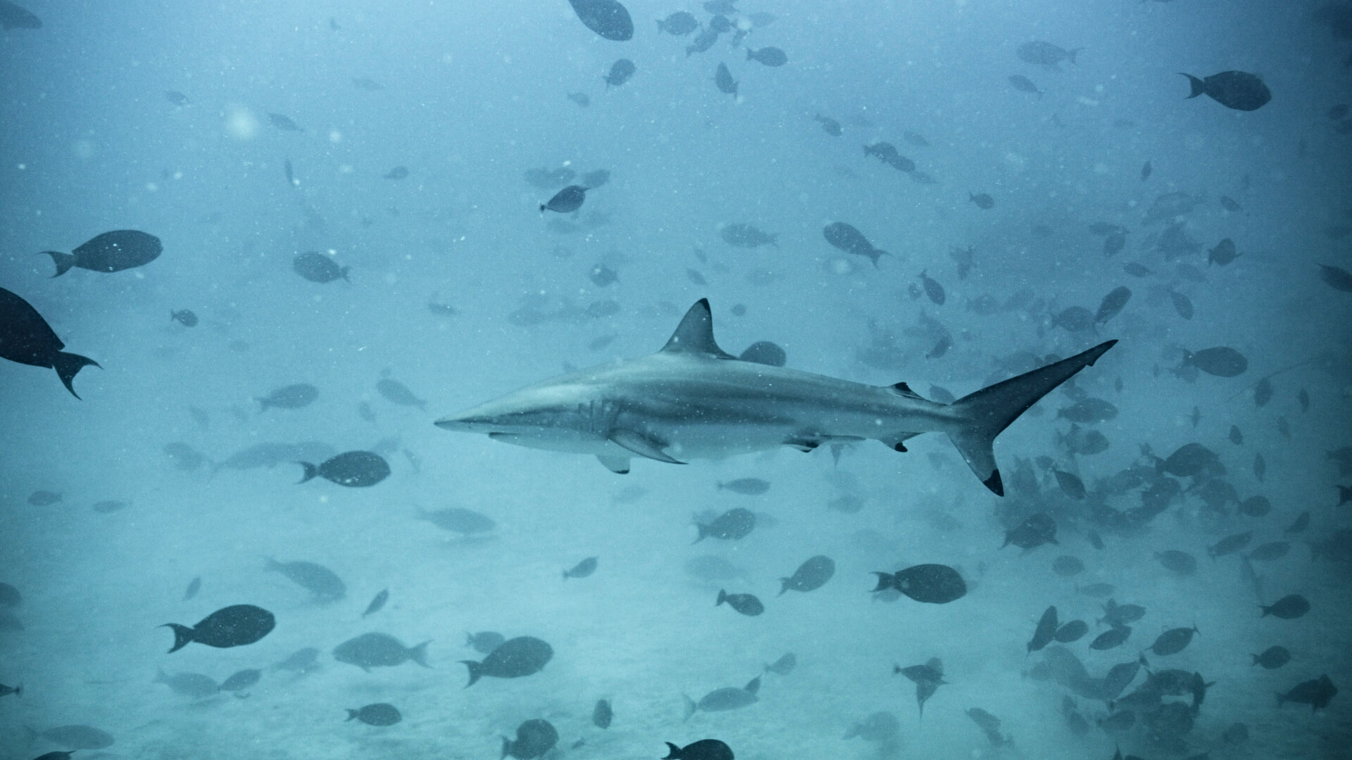 Diving Into The World Of Spinner Sharks