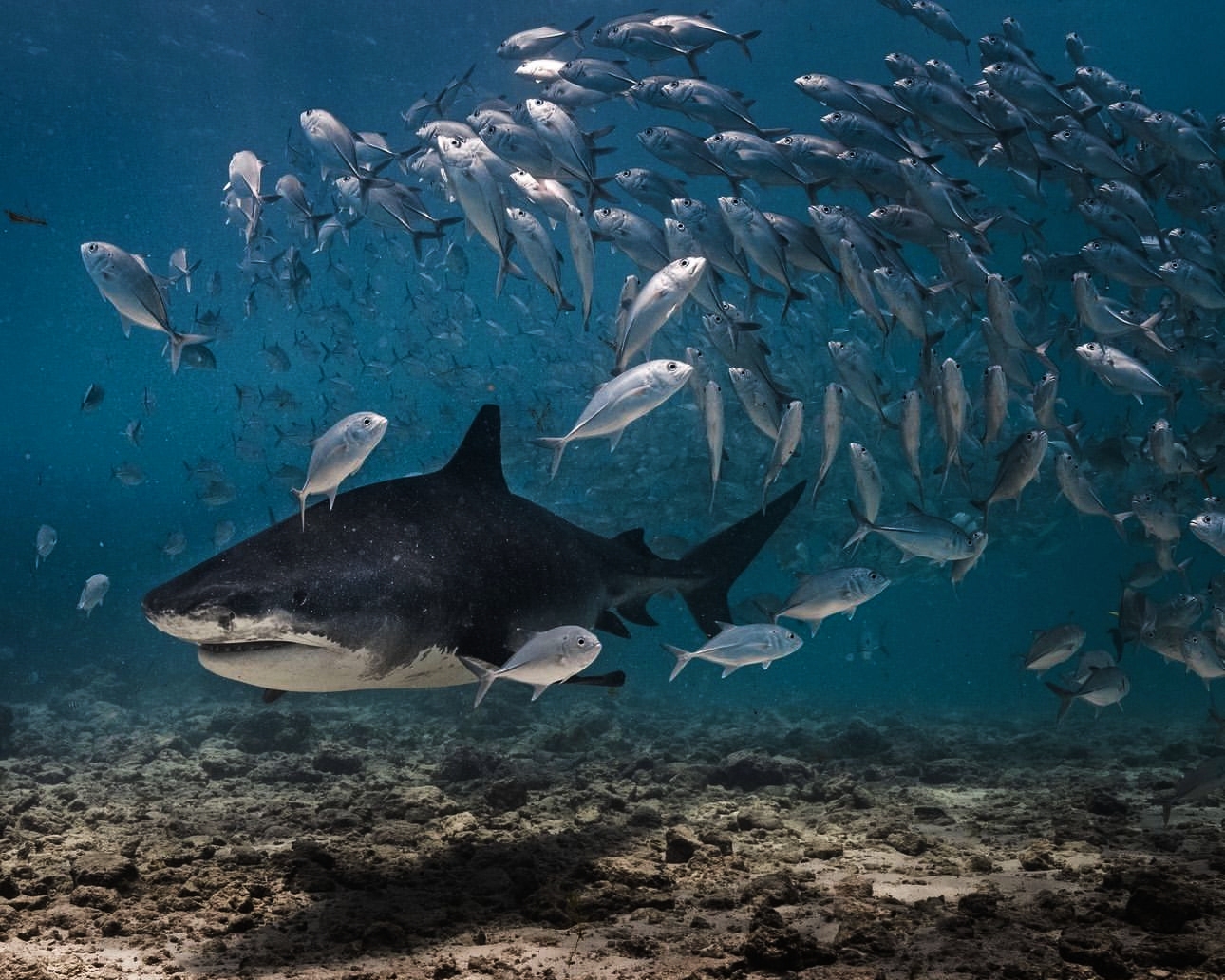 Tiger Shark Maldives: A Guide to Memorable and Safe Diving Experiences